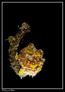 Frogfish on the Salem Express  3  Uncropped unedited (onl... by Dray Van Beeck 